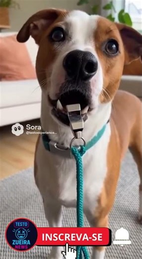 BREAKING NEWS: DOG MAKES A WHISTLE SOUND AND SHOWS OFF HIS TALENT! 😂📣
