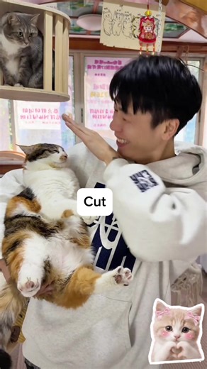 Mèo Kêu: Compilation Dễ Thương Và Vui Vẻ
