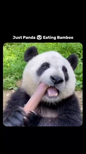 Knowledge Loop on Instagram: "954/1000 Followers left please Follow This Instagram reel shows a giant panda in a verdant enclosure methodically stripping and chewing fresh bamboo stalks, its focused gaze and subtle movements conveying pure serenity. Giant pandas, despite retaining a carnivorous gut microbiome, consume 12-38 kg of low-nutrient bamboo daily—absorbing just 17% of its energy—to sustain their 100 kg frames, per San Diego Zoo research and a 2015 mBio study on their digestive adaptatio