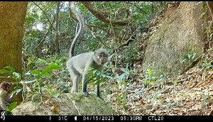 It’s MonkeyMonday! We spotted Sooty Mangabeys and Diana Monkeys on our cameratraps in Loma Mountains National Park🙌 | Tacugama