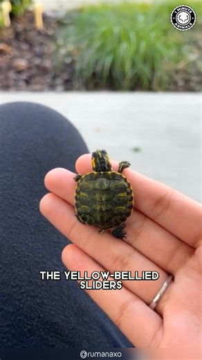 Turtle 🐢 Easy Pet or Not? Quiet, calm, and long-lived, this pet takes life slow. It swims, basks, and explores at its own pace. You won’t believe how long a simple turtle can live! #wildlife #nature #animalfacts #animalvideos | 1 Minute Animals