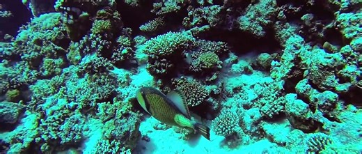 Apex Predators Full Movie 2021