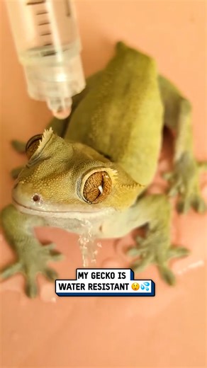 I never knew this about my gecko 🦎🤯 #wildlife #lizard #facts | UNILAD Tech
