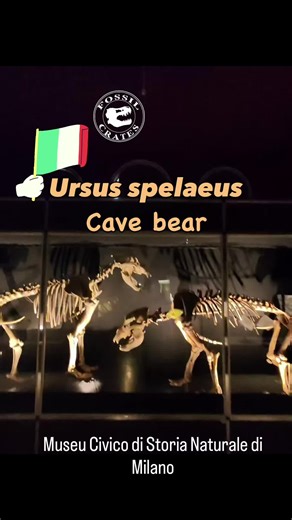 Explore Milan's Natural History Museum's Cave Bear Exhibit