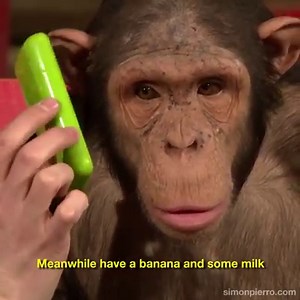 This chimp can't enough of this iPad magic...that hug at the end though 😭😂🐒 Simon Pierro | LADbible
