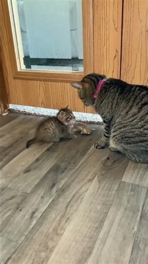 🤣Funny 😹Cat And 🐶Dog Viral Shorts Animals 🤣Funny Kids viral Videos🤣🐕🐈🤣 #shorts #kids #kitten #pets