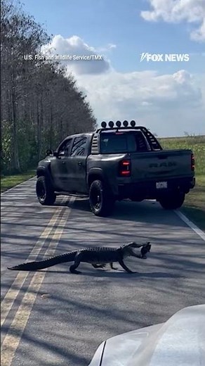 Florida alligator stops traffic with turtle in its jaws