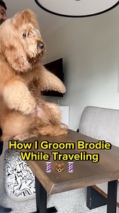 1.3M views · 42K reactions | How I Groom The World’s Fluffiest Dog! #goldendoodle #doggrooming #tutorial #fluffy | Brodie That Dood | Facebook