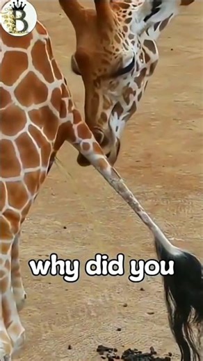 You won’t believe why a male giraffe tastes the female’s urine. #animals #shorts #viral