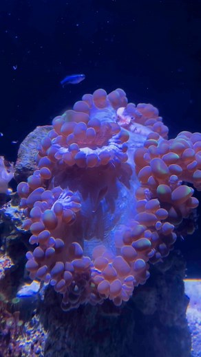 Bubble coral feeding, sped up x3. It’s amazing how much these animals can move! #coral #aquarium #florida #keywest #KeyWestAquarium | Key West Aquarium