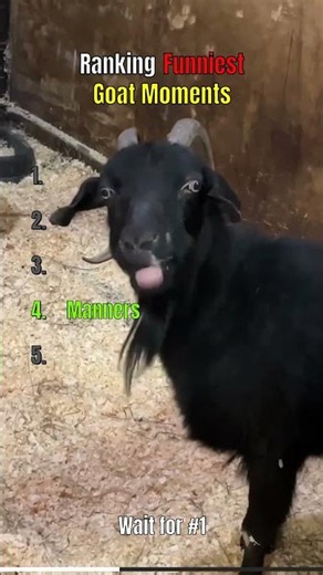 Top 5 FUNNIEST Goat Moments 🐐