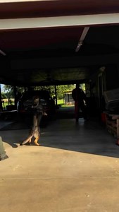 Dax Dual Attack TX German Shepherd | Stan Smith