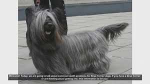 Common Health Problems in Skye Terrier Dogs