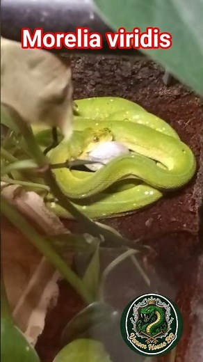 Green Tree Python Feeding | Morelia Viridis Hunting 🐍