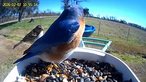 Such a beautiful Male Eastern Bluebird Eating an early morning breakfast 🫶💙💙 | Kim Hollingsworth