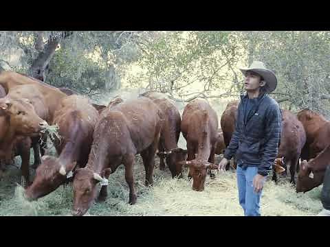 Introducing the Bonsmara breed. That's Pretty Neat! at Las Cumbres Ranch.