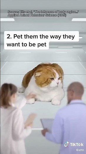 Ways to make a cat like you. #pets #cat