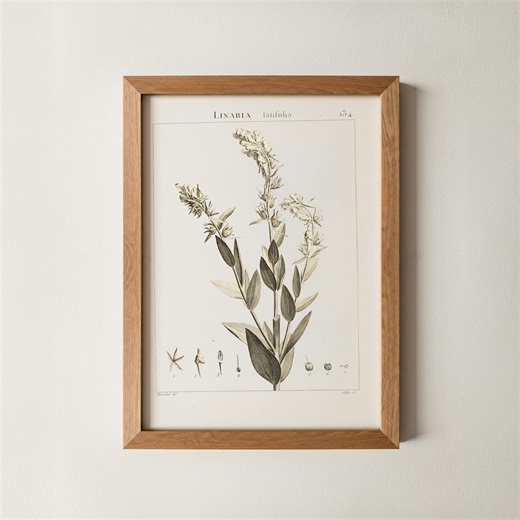 Linaria Latifolia - Toadflax | Single Print | Early 19th Century | Vintage Art Print | Digital Download - Etsy