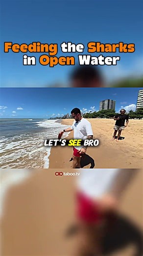 Feeding Sharks in Open Water