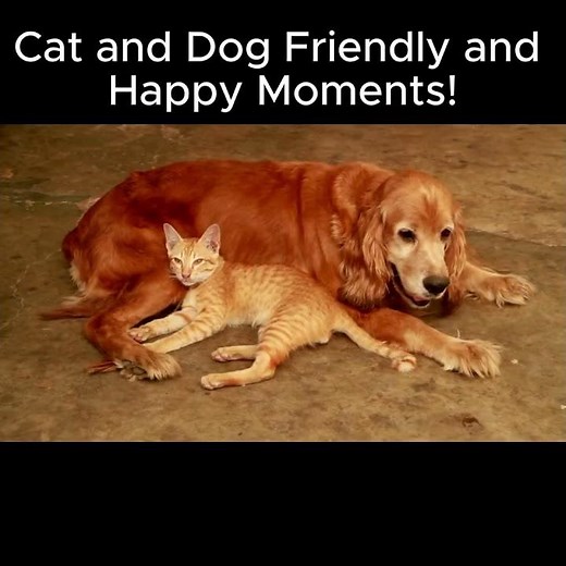 See Why Cats and Dogs Can Be Best Friends: Animal Behavior!🐈🐕