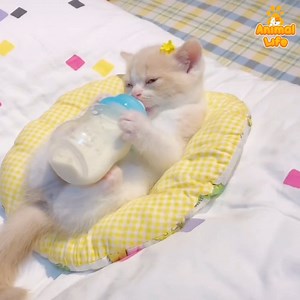 Too much cute kittens 😍 | Animal Life