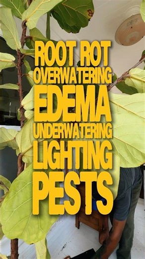 can this fiddle leaf fig be saved!? ROOT ROT!? #plants #houseplants