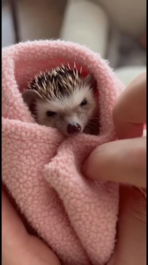 Adorable Hedgehog Cuddle Time This hedgehog loves its cozy blanket! Generated using Kling AI . . . (For entertainment purposes only. Consult professionals if guidance on activities is presented. No brand affiliation is implied if any are shown. If inspired by true events, creative adaptations may be included. Content may include public footage.) | Fabiosa Australia