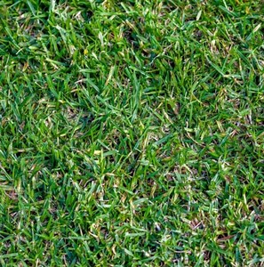 Buffalo Grass Seeds: Buchloe Dactyloides Organic Lawn Ground Cover - Etsy