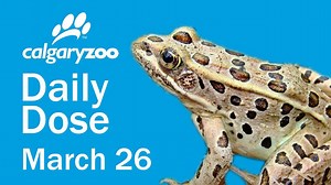 70K views · 290 reactions | Have you ever seen a Northern leopard...