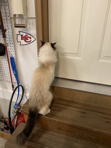 Why Do Cats Hate Closed Doors? Cat Meowing at Closed Door