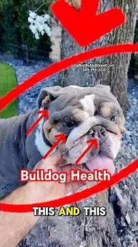 English Bulldog Health. Breaking down specific details with bulldogs structure.