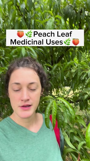 639K views · 27K reactions | Yep, peach leaves are medicinal, did you...
