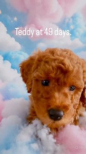 Teddy is my valentine. | Claudia Ann Fischer-Rodriguez