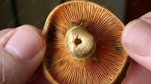 Inside macro view of a chanterelle where the lamellae can be seen. Macro study of mushrooms, mycology