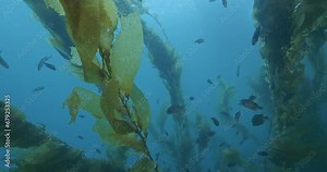 Blacksmith fish feeding in kelp with heavy current.