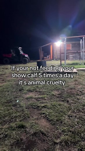 Proper Feeding Schedule for Show Cattle | Animal Care Tips