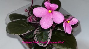 Variegated African Violet Seeds, Indoor House Plant, Saintpaulia Ionantha, Purple, Pink and White SI0310 - Etsy