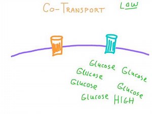 Co-Transport