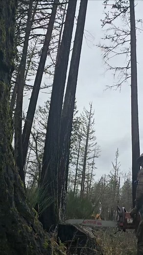 #pnw #timber #oregon #working #talltimber got Ethan Miley 385xp all done up new bottom end and piston running great. It was his dad's Don Miley AKA TallTimber🌲🍻 Always an honor work on an old fallers saw. | Jesse A Cox