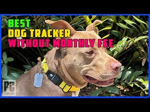 TOP 5 Best Dog Tracker Without Monthly Fee 2025 | Apple vs GPS Trackers For Dogs – Which Is Better
