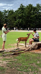 🦌💕 Tourists Adore Baby Deer | Nara Park Japan Deer Feeding Video | Avasaad