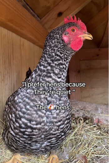 Charming Backyard Chickens Singing the Egg Song