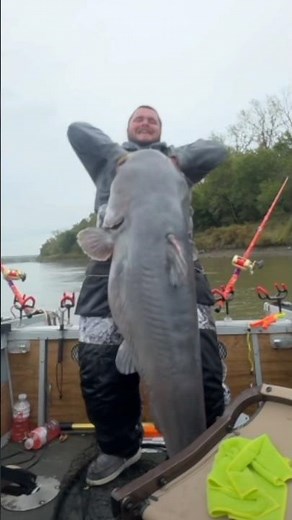 Is this the biggest blue catfish ever caught in America?