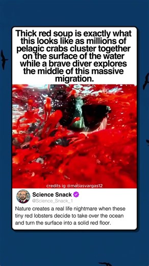 MILLIONS OF LOBSTERS TAKE OVER