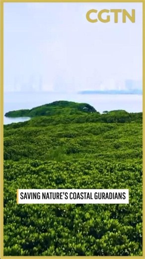China's mangrove forests continue to expand