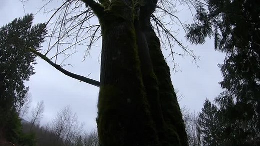 Felling a Bigleaf Maple tree 🌳 🍁