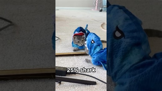 See tiny feline’s surprising ancestry revealed today