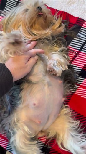 AKC Yorkie breeder Chicago Illinois