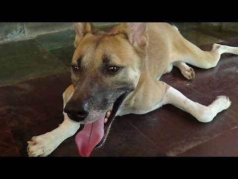 Dog #Tami's fast panting - Real Sound effect !