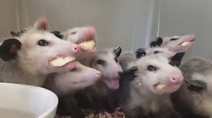 munch munch | animals eating fruit